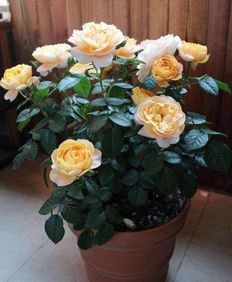 先kankan这土，干不干？