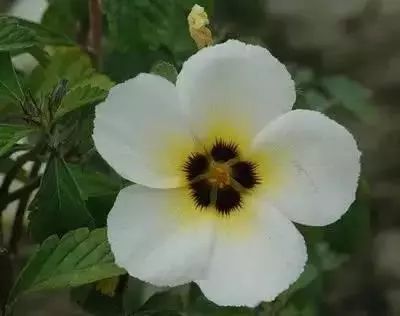 一、 马蹄花：爱情的信使