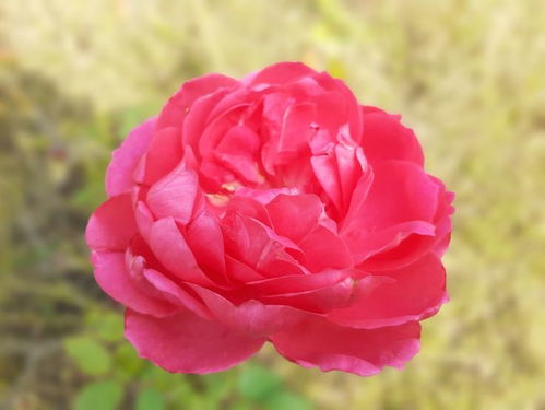 条纹月季的魅力