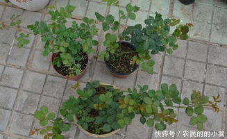 月季底肥使用什么有机肥料比较好？