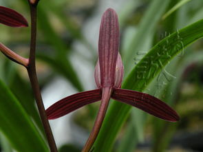 建兰花色彩斑斓， 品种繁多
