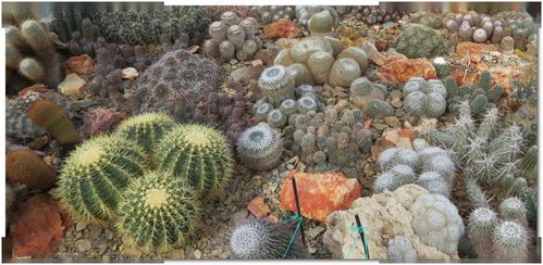 仙人球养护，避开这些大坑，省下大把养护费！