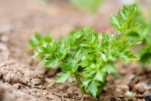 冬季芹菜种植需注意温度、湿度、光照等条件