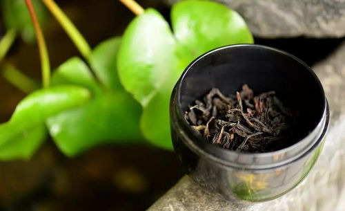 一公斤茶叶能产多少茶油？揭秘高效转化的秘密！