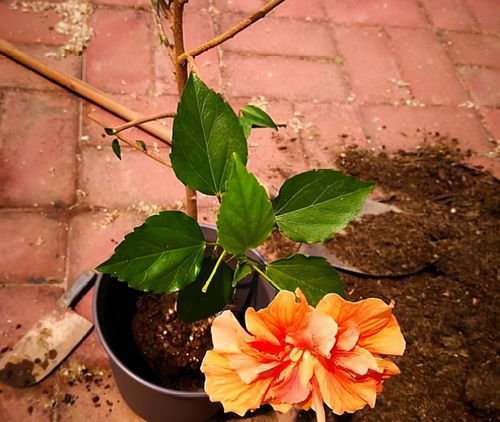 扶桑花叶子发软，是缺水还是病虫害