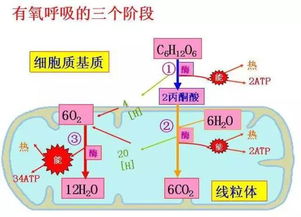 植物通过细胞呼吸？这个过程是如何进行的呢