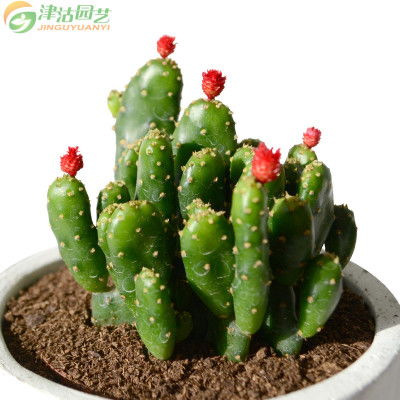 多肉植物摇钱树：真的摇钱树吗？