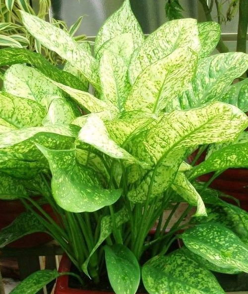 玉露，你见过吗？