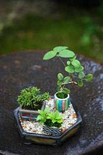 小技巧：如何避免根部积水