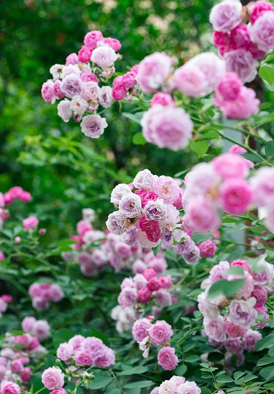 就会使顶端优势明显，营养不容易回流，底部的隐形芽自然就比较难生长。