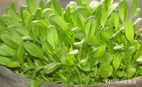 菠菜种子阳台怎么种植？如何让绿色生机盎然
