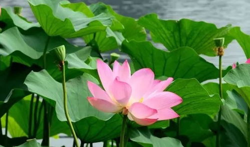 六月荷花开，这些当季花卉给你好看