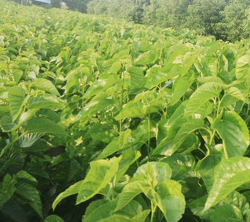 北方种植党参的利与弊