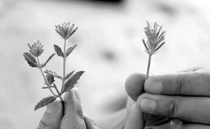 多肉植物的根根怎么弄才好？