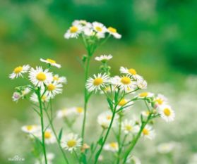 洋甘菊：小花朵大作用
