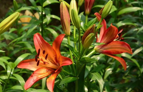 多年生蓝花植物