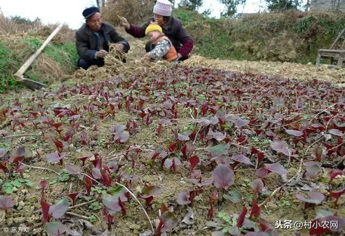 折耳根如何种植才能提高产量？