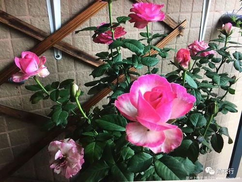 怎么知道月季该修剪了？天气帮帮忙