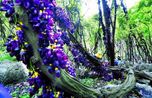 紫藤的分布小秘密