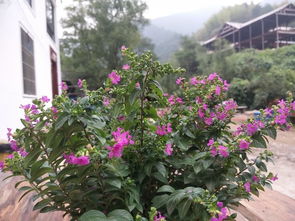 中秋赏花季，花果盛宴等你来！
