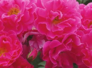 种植天山霞光月季的注意事项