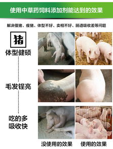 鹅肠菜富含营养，提高牛羊生长速度