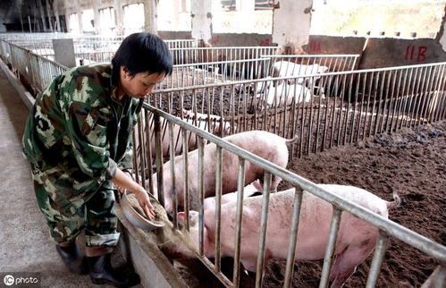 中国有哪些大型养猪企业正在招聘畜牧业养殖相关岗位？