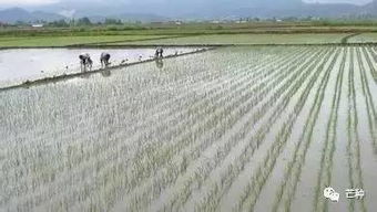 小麦除草剂的最佳施用时间——你真的了解吗？
