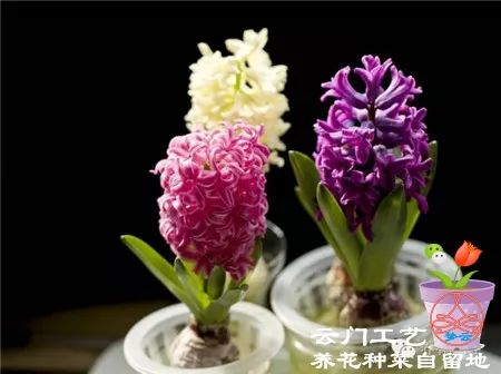 风信子开花次数少？教你几招让它多开几次