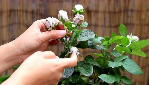 网购月季小苗，花苞该不该剪？影响大不大？