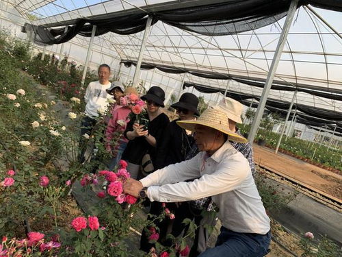 九江气候， 月季的乐园