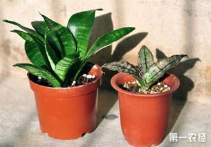 浇水技巧：像烹饪一样， 讲究火候