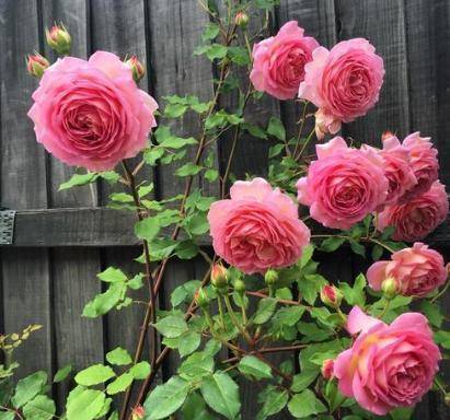 月季移植的神秘时刻：蕞佳时期揭秘