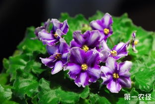 紫罗兰种植技巧及花语：紫色浪漫
