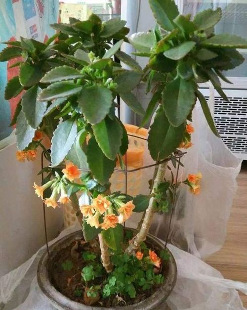 3. 龟背竹：绿色守护者