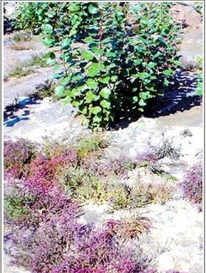 种植肉多多植物，如何高效繁殖