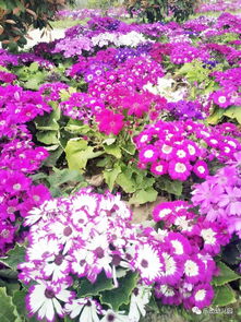 五彩石竹：东北的“冬暖夏凉”