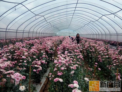 云南花卉种植大揭秘