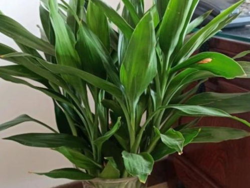 选苗大法：找到好苗，幸福一半