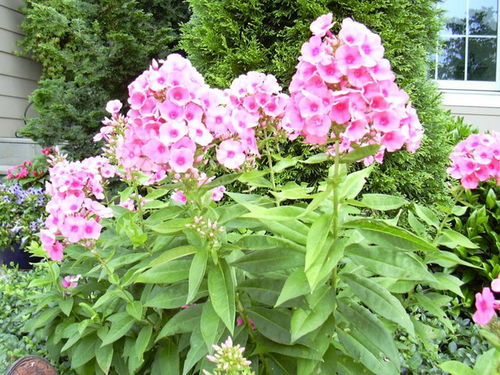 北疆宿根花卉选择指南：既抗寒又节水