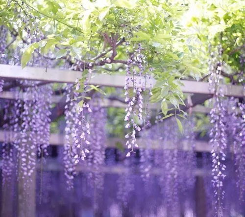 那花儿， 淡淡的香