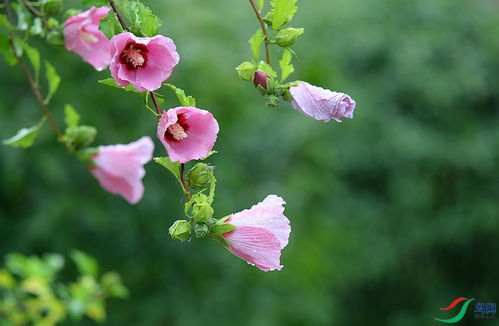 普通木槿的花儿大， 形状奇特，有点儿忒别