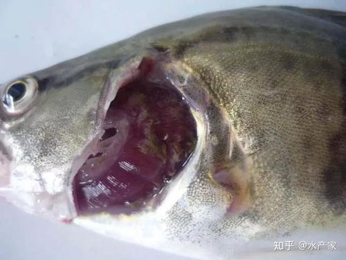 鲈鱼养殖斜管虫病，由寄生虫引起