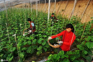 蔬菜的种植与收获