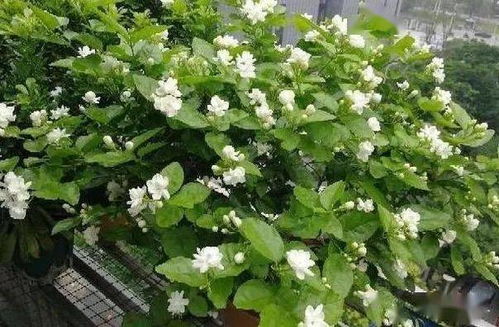 金鸡菊盆栽怎么养才能保证其开花旺盛