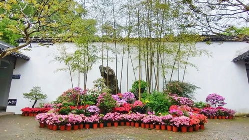 郑州花卉市场指南：7-20-45分钟快速选购秘籍