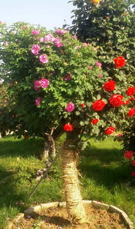 南阳月季：千年风霜， 依旧风采