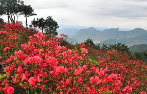 赏花胜地在哪里？这些地方的花开成海啦