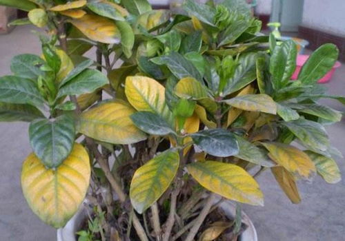 竹节花的黄叶落叶之谜