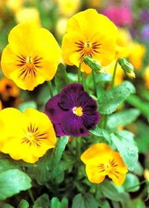 三色堇：冬日里的色彩精灵